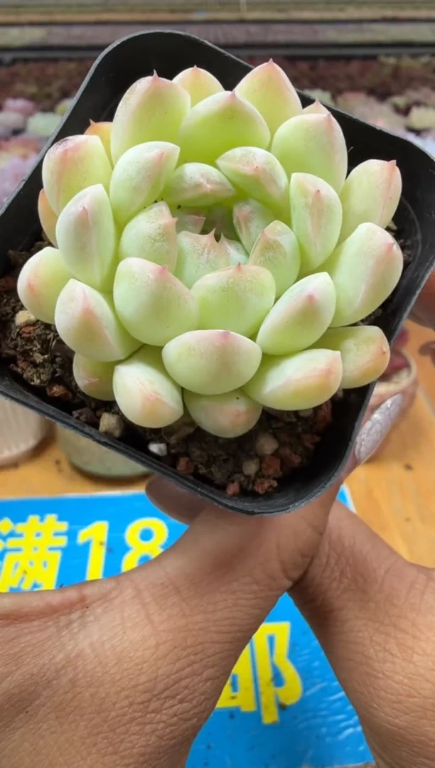 东云多肉园二店-234