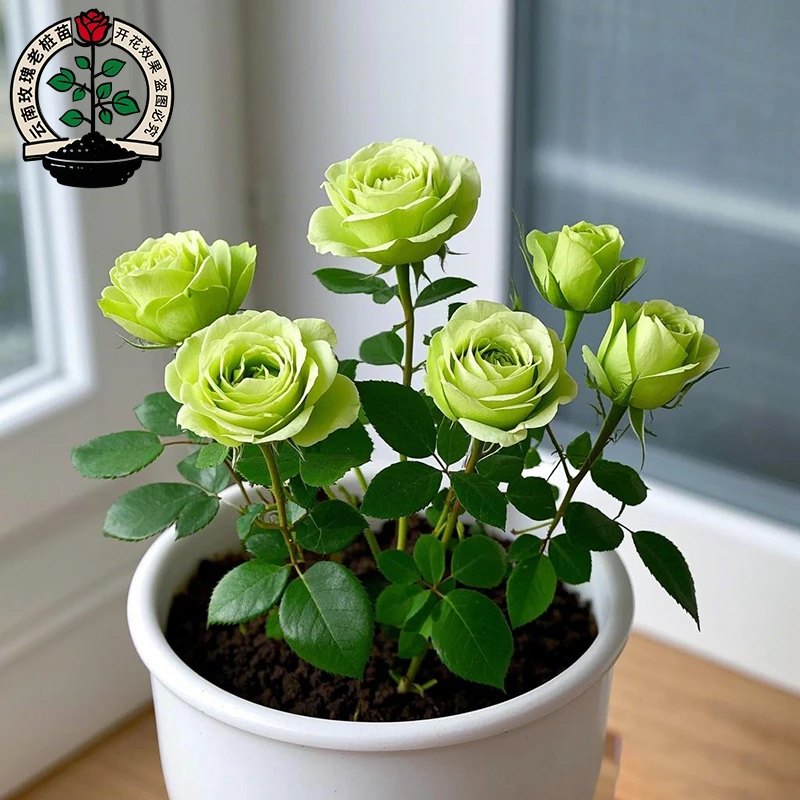 混色玫瑰花老桩树苗盆栽嫁接四季开花当年开桩桩多色耐寒热室内