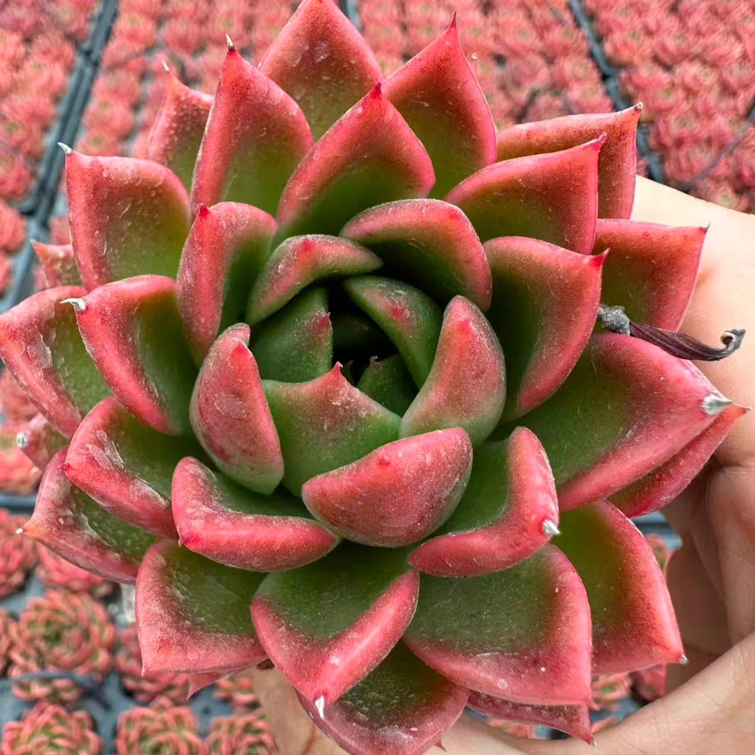 7#红乐多肉植物 前男友精品多肉SM749②