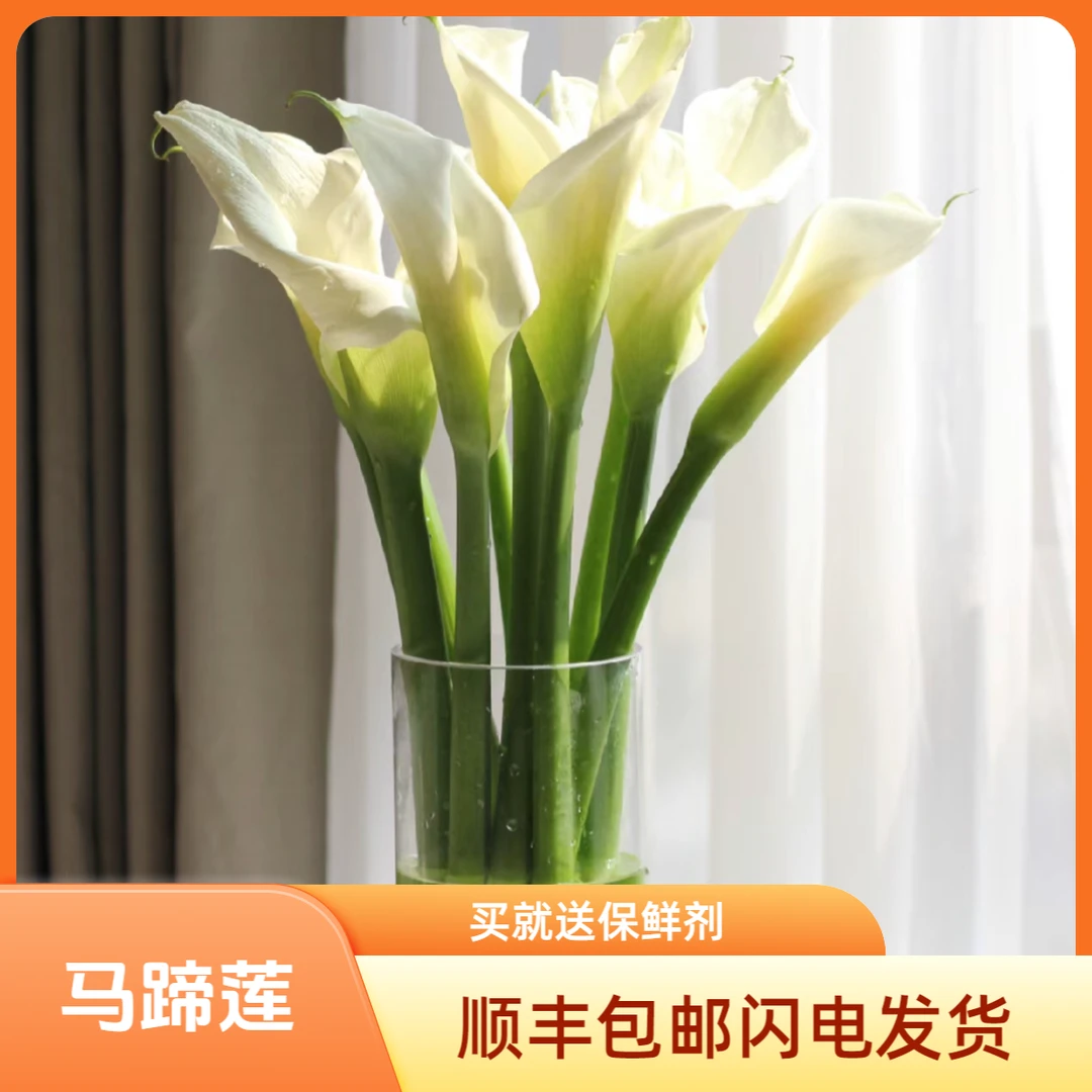 A级国产马蹄莲云南基地直发顺丰包邮速递发货家庭水养办公室插花