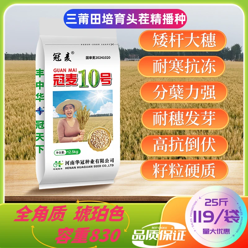 【冠麦10号】琥珀色籽粒好抗冻耐寒大穗分蘖强抗倒高产硬质小麦种子