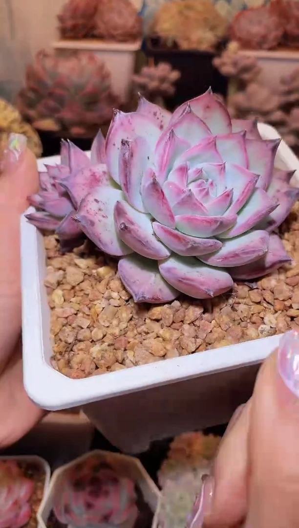 【闪购商品】439钻石卡贝拉多肉