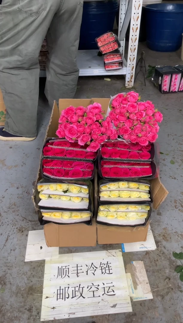 奶油杯20枝+佛洛依德20枝+苏菲10枝