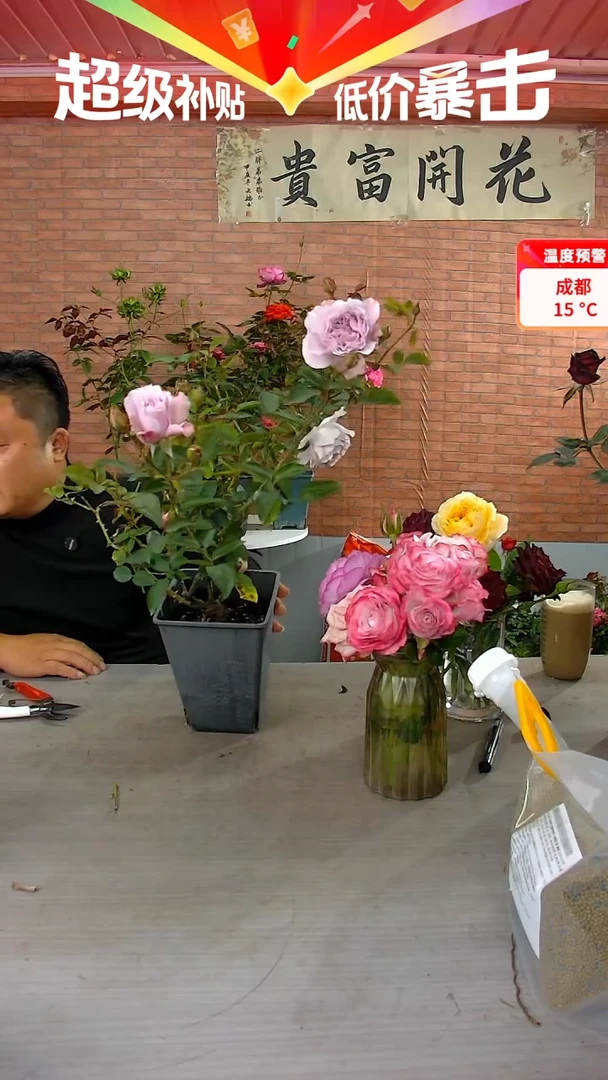 当前无花朵，栽培后可花朵蜻蜓