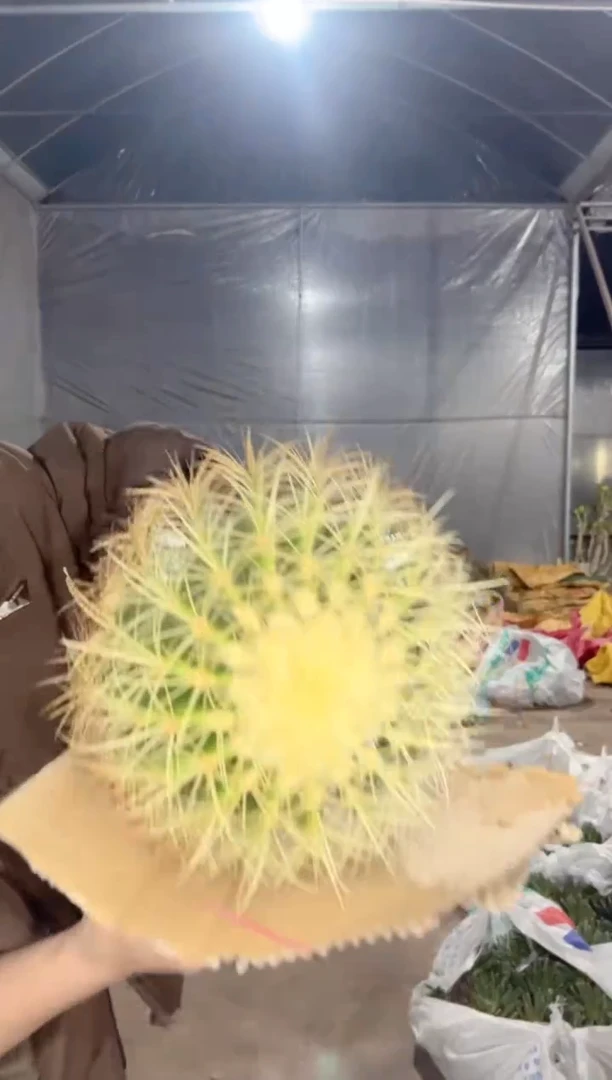 【闪购商品】金虎 13-15cm