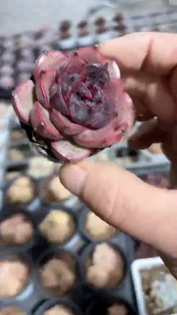 【闪购商品】50盆红山果多肉