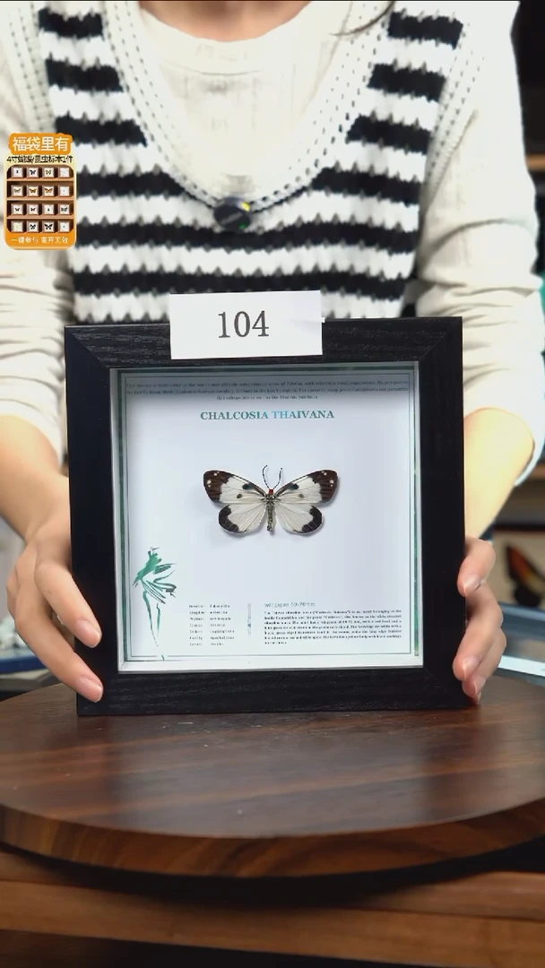 蝴蝶标本摆件竞拍104