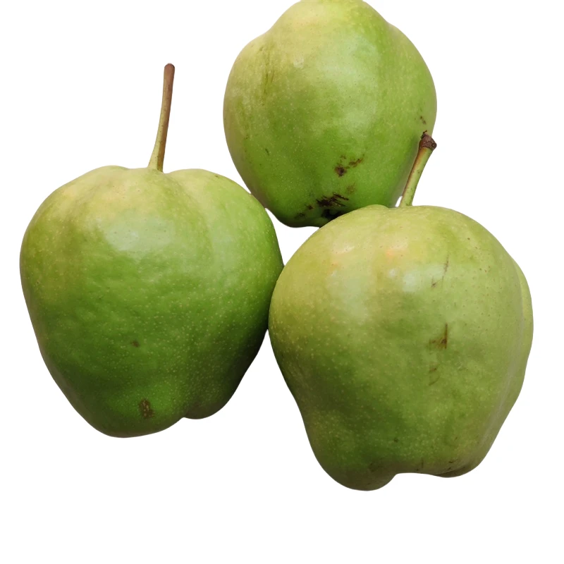 东北当地产早酥梨每天现摘现发保温箱冰冻网套口感酥脆甜顺丰包邮
