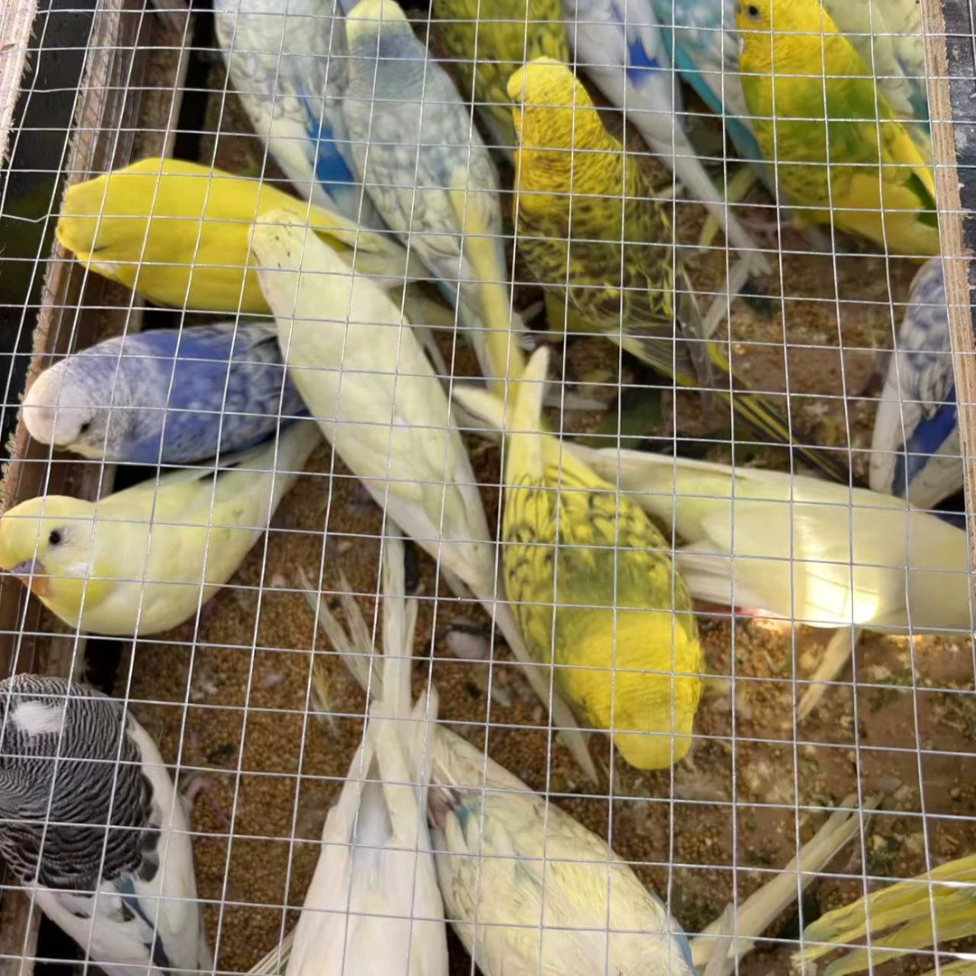 大头虎皮鹦鹉 幼鸟 亲人 可爱好上手（包活七天）放心拍