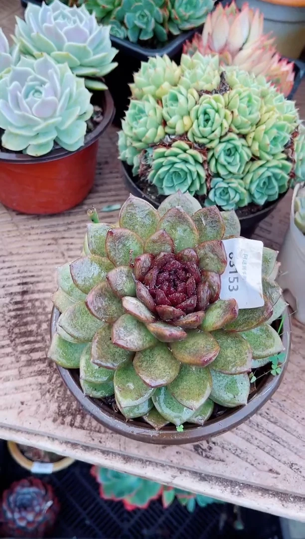 国*03153多肉植物一物一拍