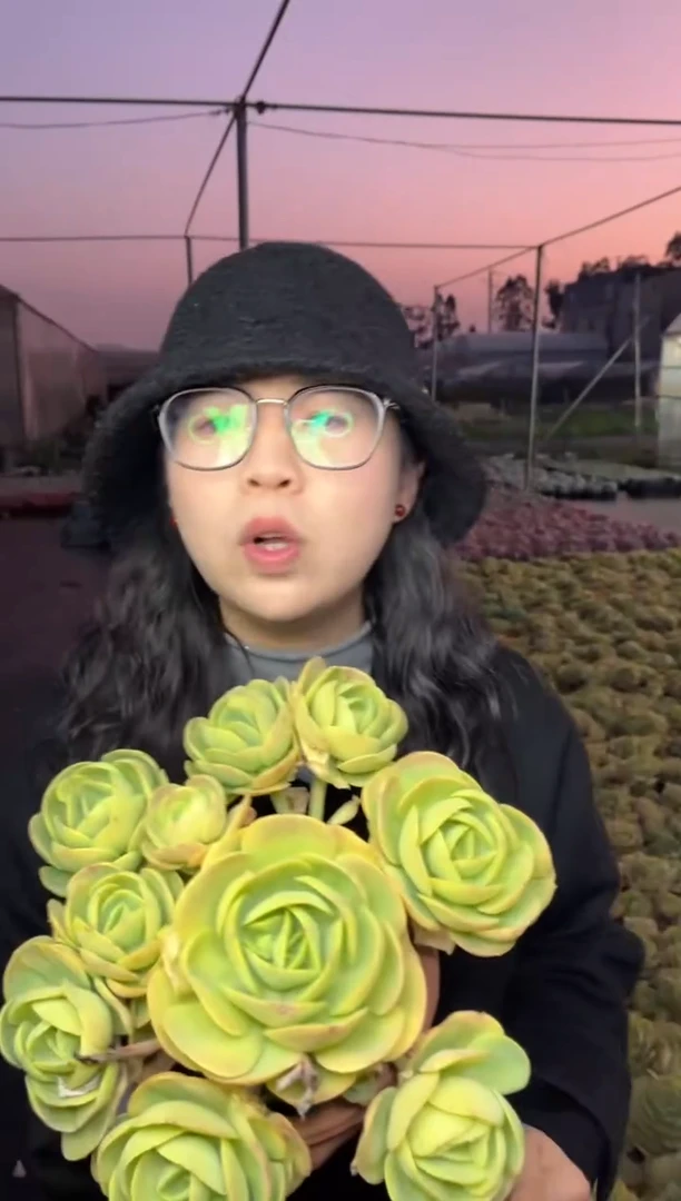 【闪购商品】9-大碧桃9.99