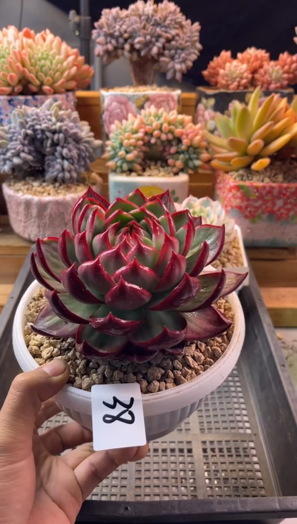 12.14-38惊鸿仙子1111111111