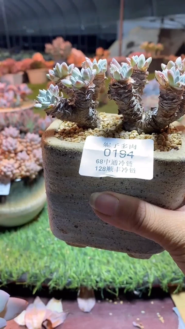 0194《满28包邮发货》