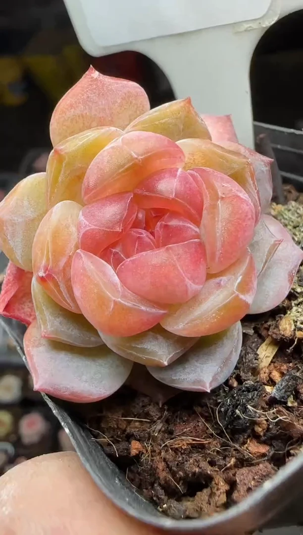 【闪购商品】一物一拍0213—17