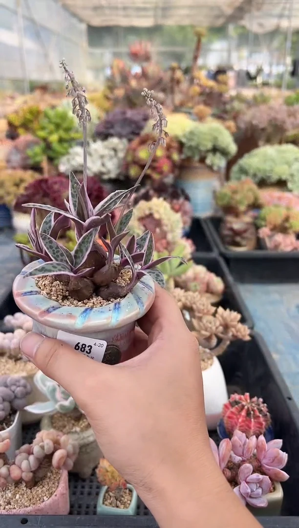 683          不带盆