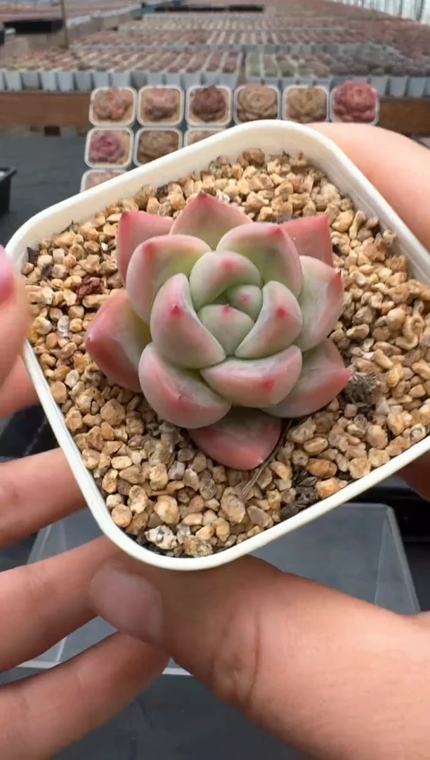 【闪购商品】3单包邮珍妮多肉一物一拍326