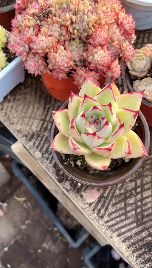 年**?多肉植物一物一拍21328