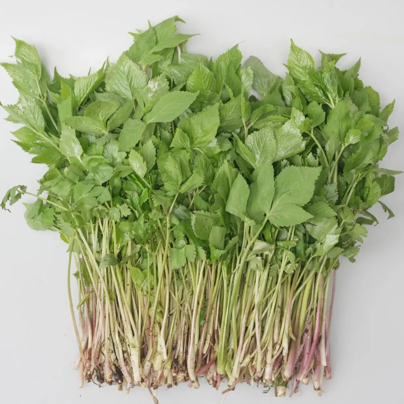 山人行-东北山野菜东风菜大叶芹
