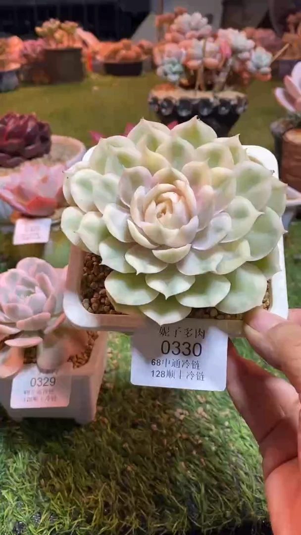 0330《满28包邮发货》