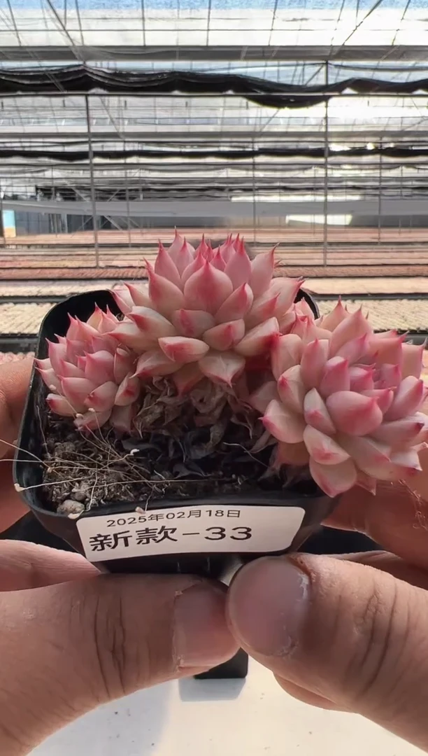 【闪购商品】新款多肉-33