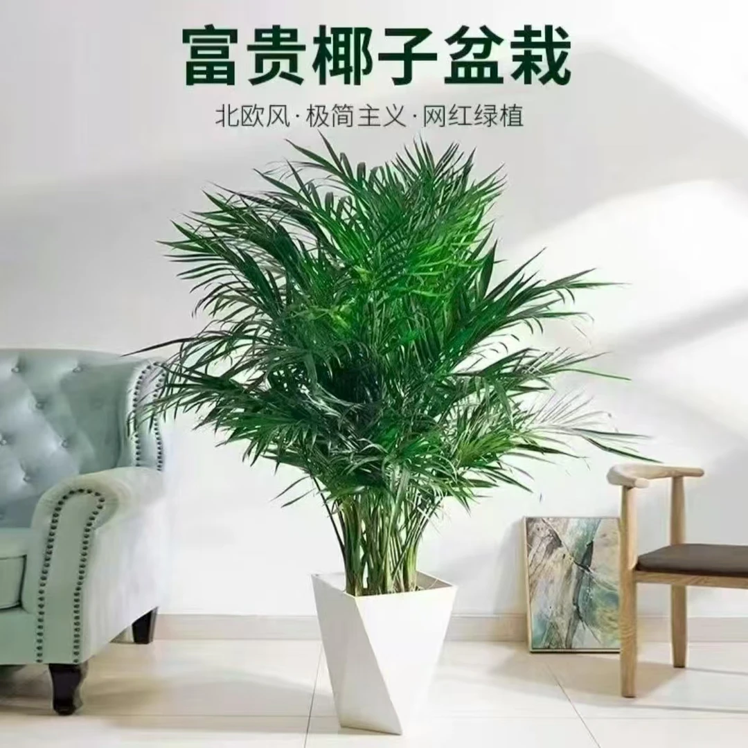 【1.2-1.4米】富贵椰子室内绿植盆栽招财办公室客厅落地摆放1