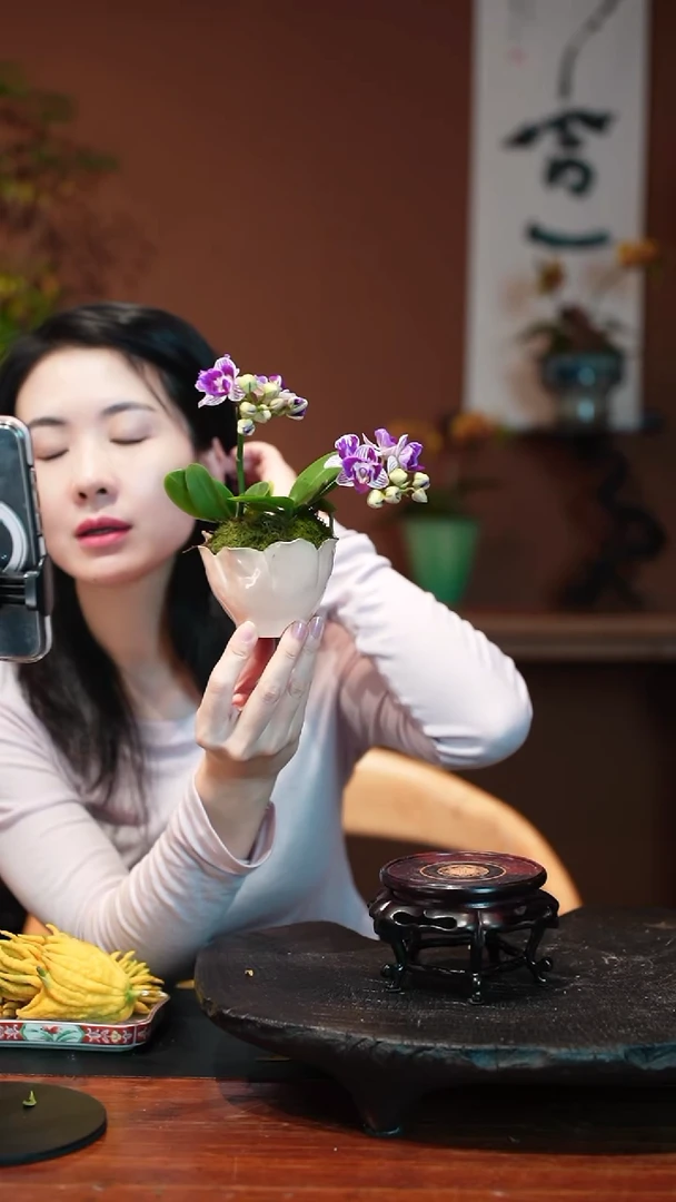 无花朵蝴蝶兰粉色盆景盆景盆景