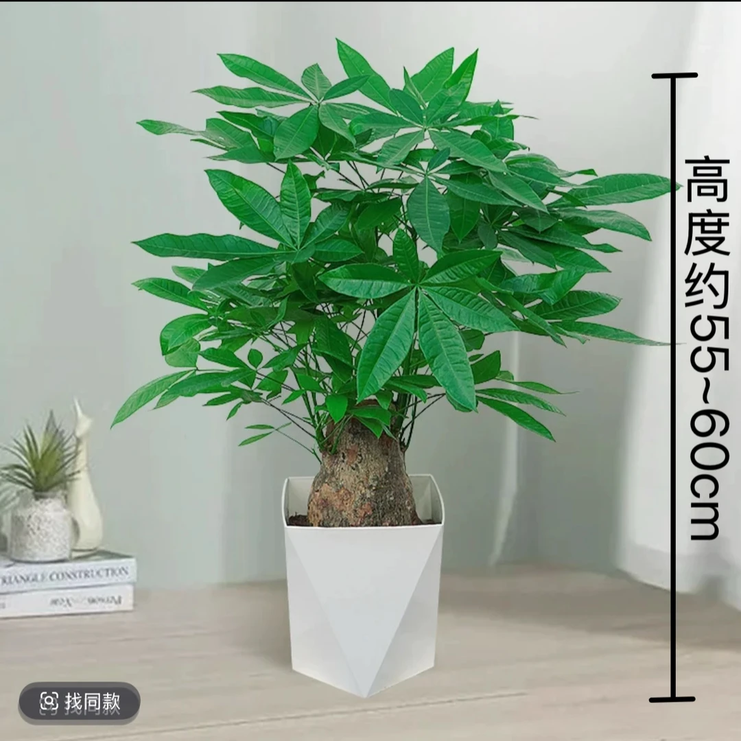 6年老桩55CM-65CM独杆老桩发财树室内盆景客厅办公室招财好养植物