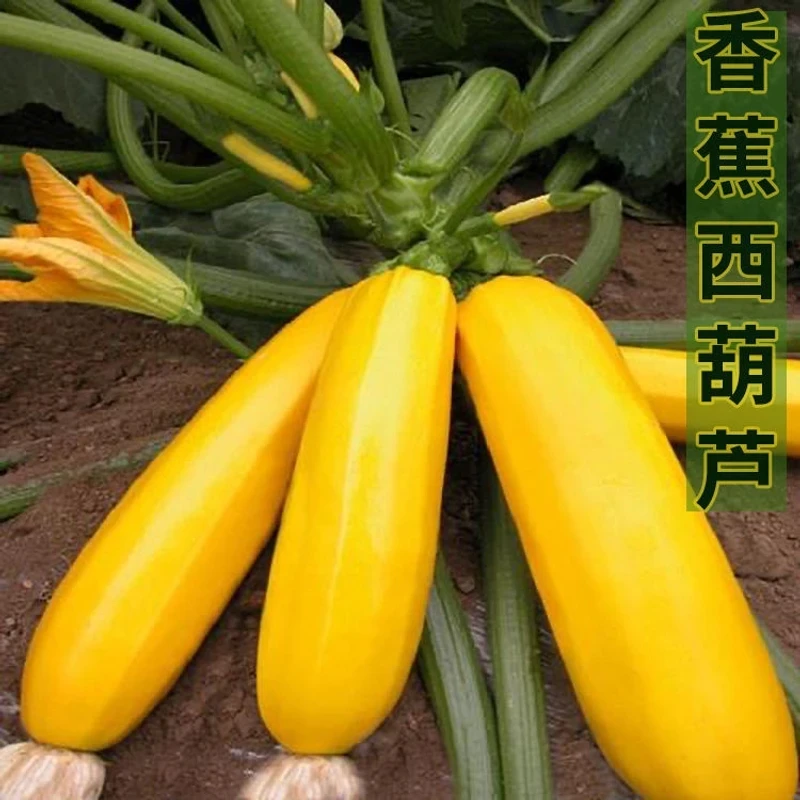 全店满5包包邮】水果型黄色双色西葫芦种籽香蕉西葫芦种子四季蔬菜