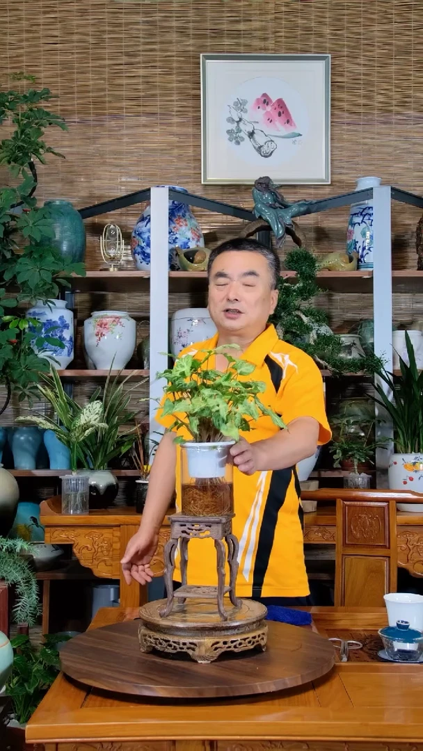 水之韵水培植物合果芋