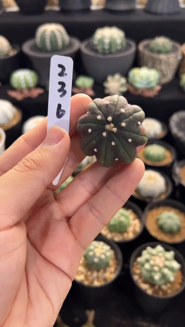 从****x实生根星兜编码239