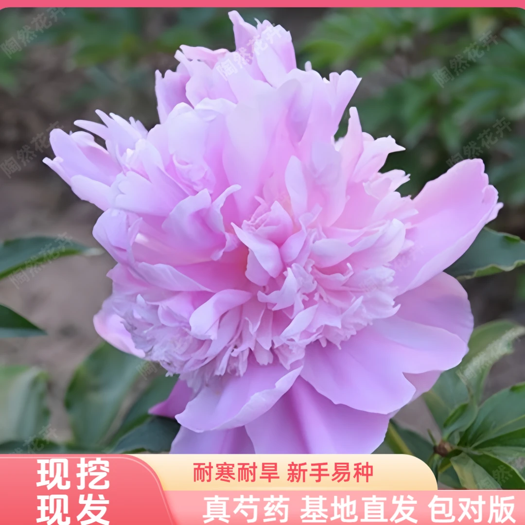 【蓝富士】芍药花苗重瓣大花耐寒裸根苗可庭院盆栽种植