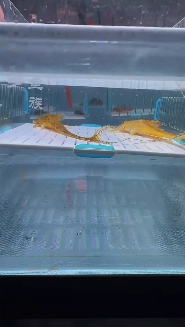 清道夫14+入缸不包损191