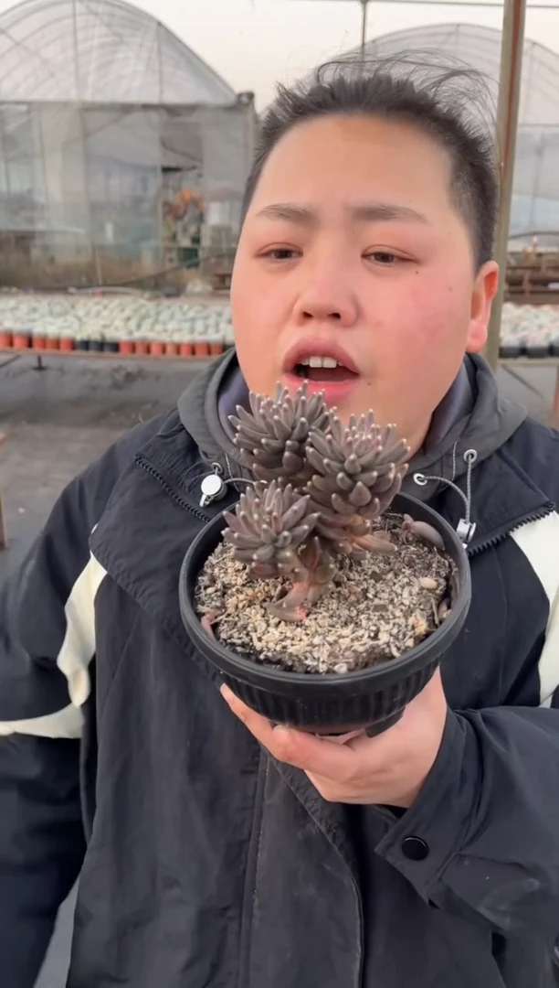 【闪购商品】6-三头起乌拉克拉带盆土14.8