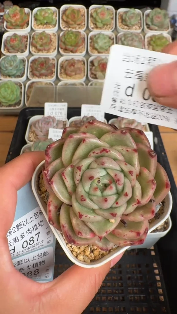 086d盆土发(6.5cm杯）一物一拍 珍妮多肉