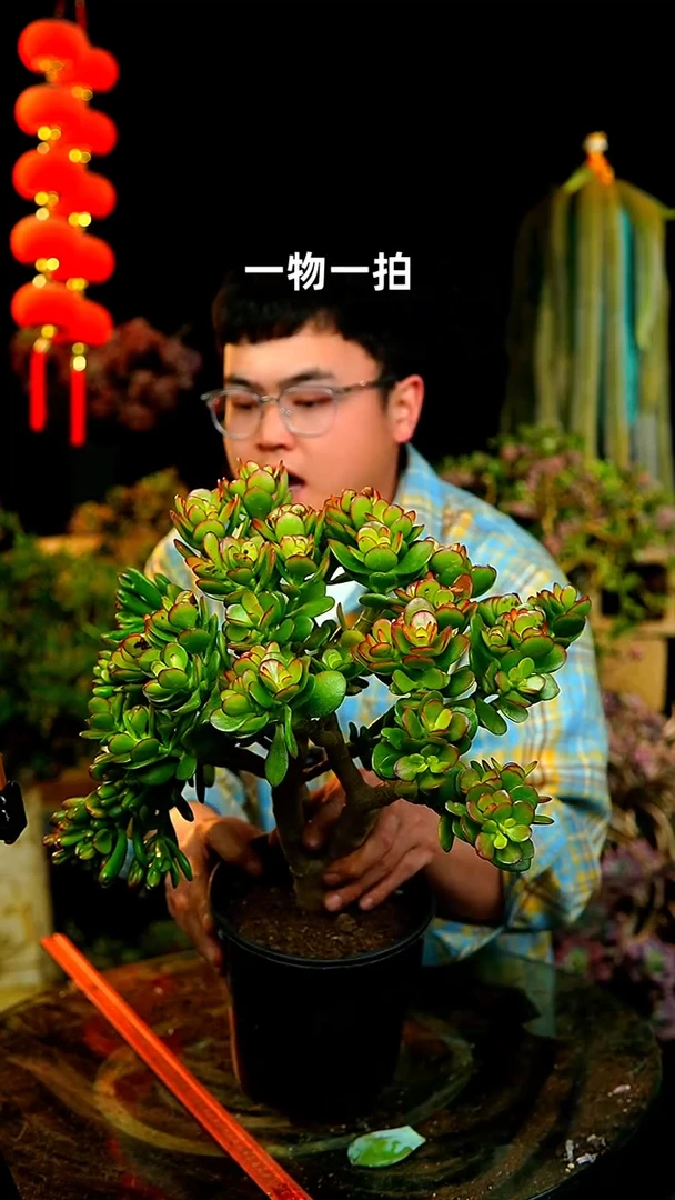 【闪购商品】66号摇钱树3和一变异款