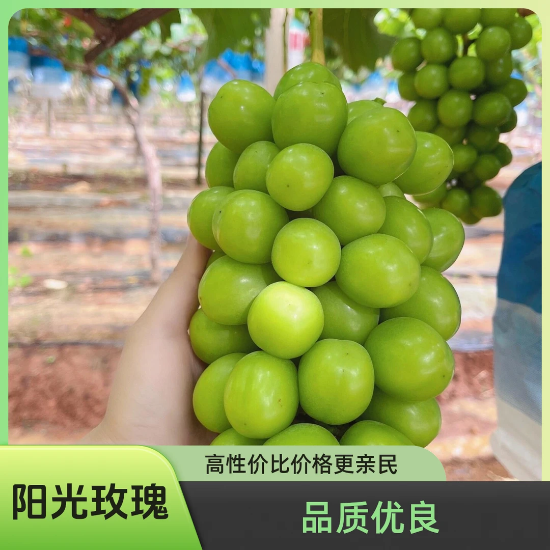阳光玫瑰】葡萄鲜甜精品自然水果葡萄无化肥无农药无激素