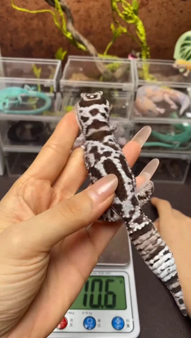 肥尾守宫鳞与尾 Scale Tail 爬宠F12