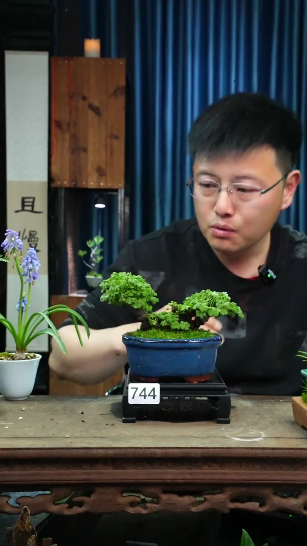 【闪购商品】苔藓微景观744号