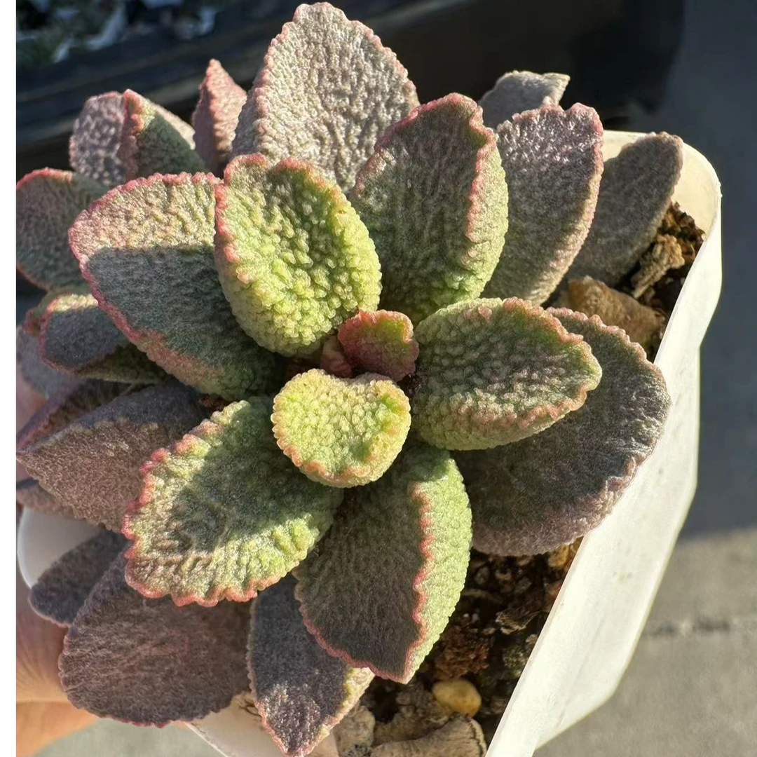 赛猪肝水泡多肉 小型迷你水泡系列 带冰晶好看好养活 直播间可挑