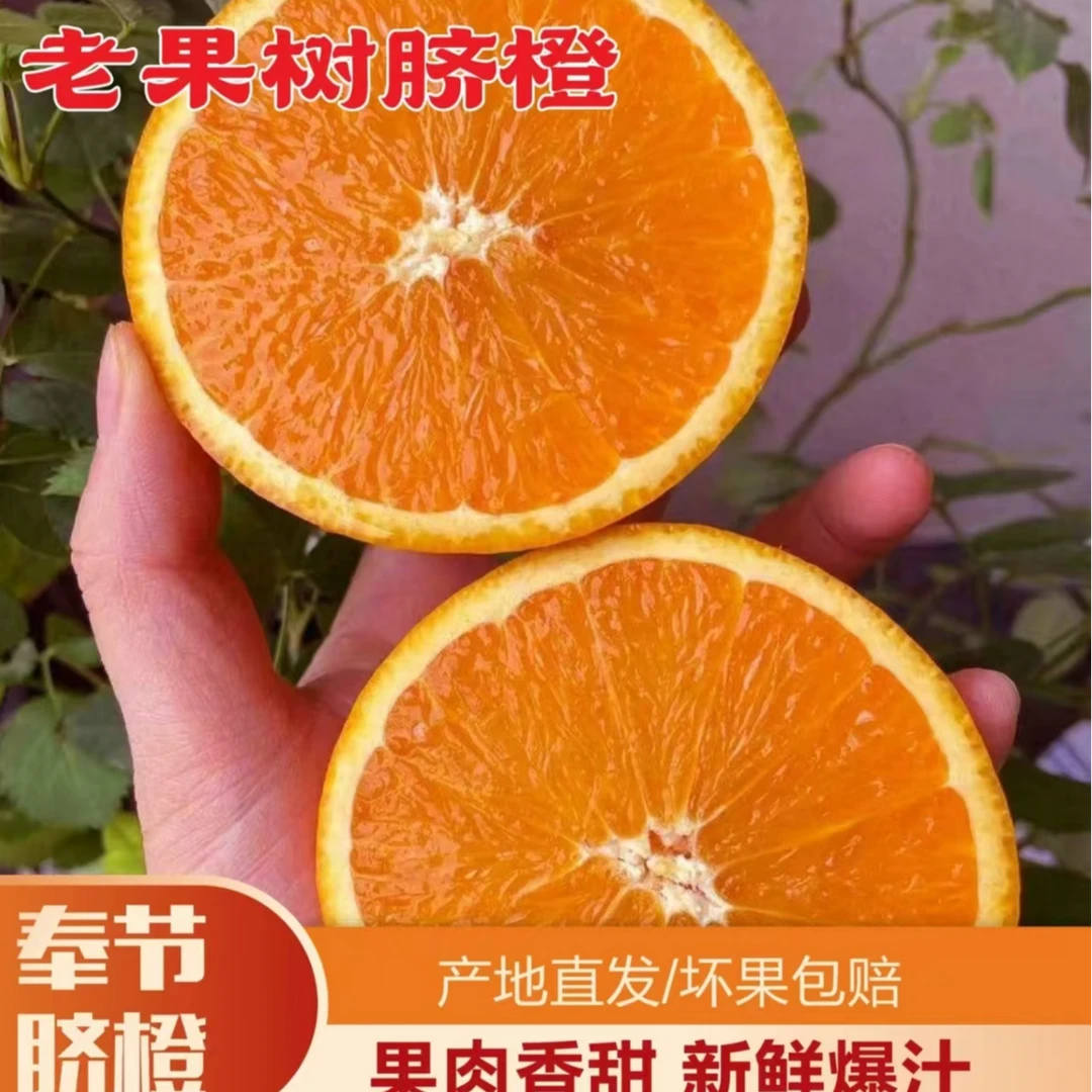 正宗重庆奉节脐橙新鲜水果现摘现发爆甜多汁大果