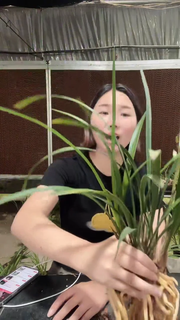 大部分开放少量花苞富山奇蝶6苗带花苞