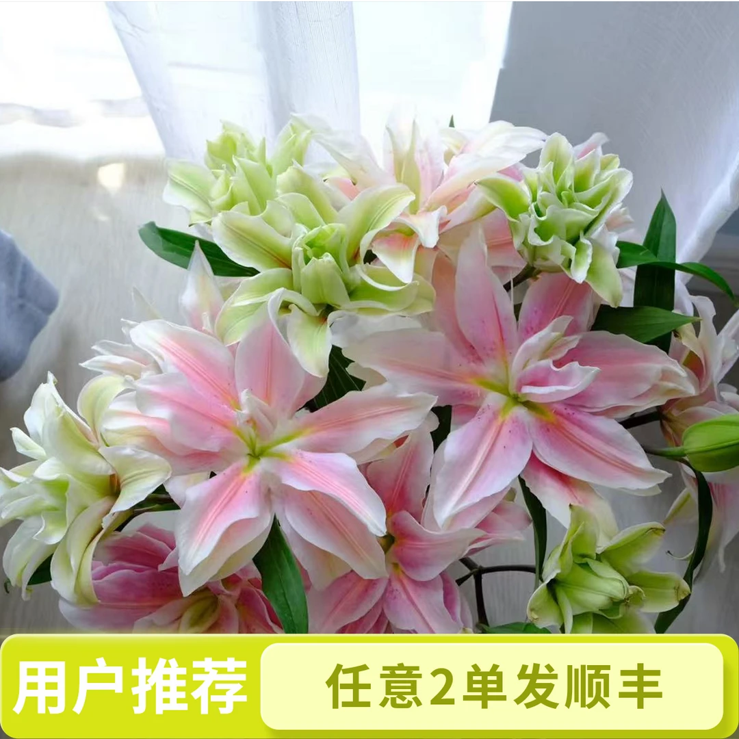 三头萨拉重瓣香水百合-任意两单发顺丰
