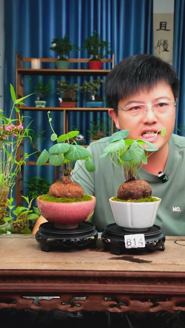 无花朵苔藓微景观814号