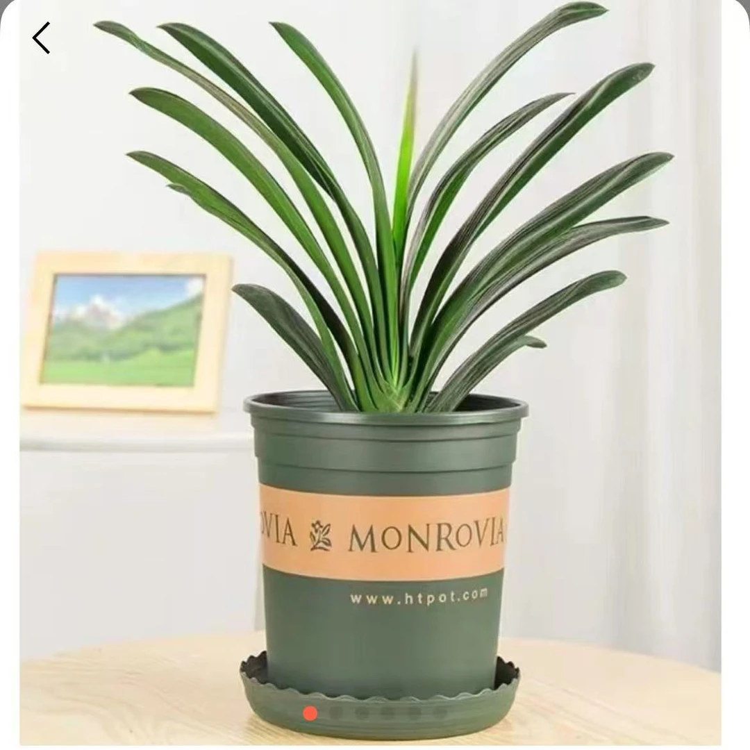 【买一送一】君子兰盆栽植物室内客厅四季常青绿植吸甲醛净化空气