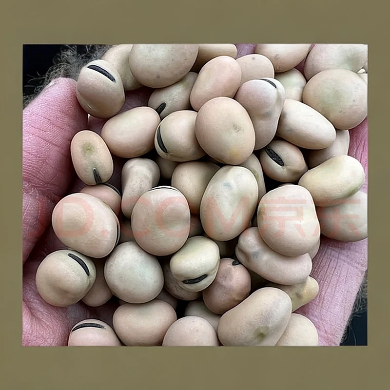 羊眼豆胡豆蚕豆新货蚕豆种子生蚕豆干蚕豆蚕豆种子