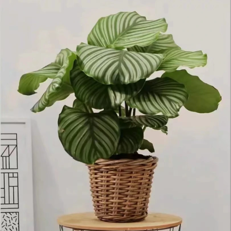 青苹果竹芋盆栽水培植物室内好养花卉办公室客厅桌面绿植四季常青