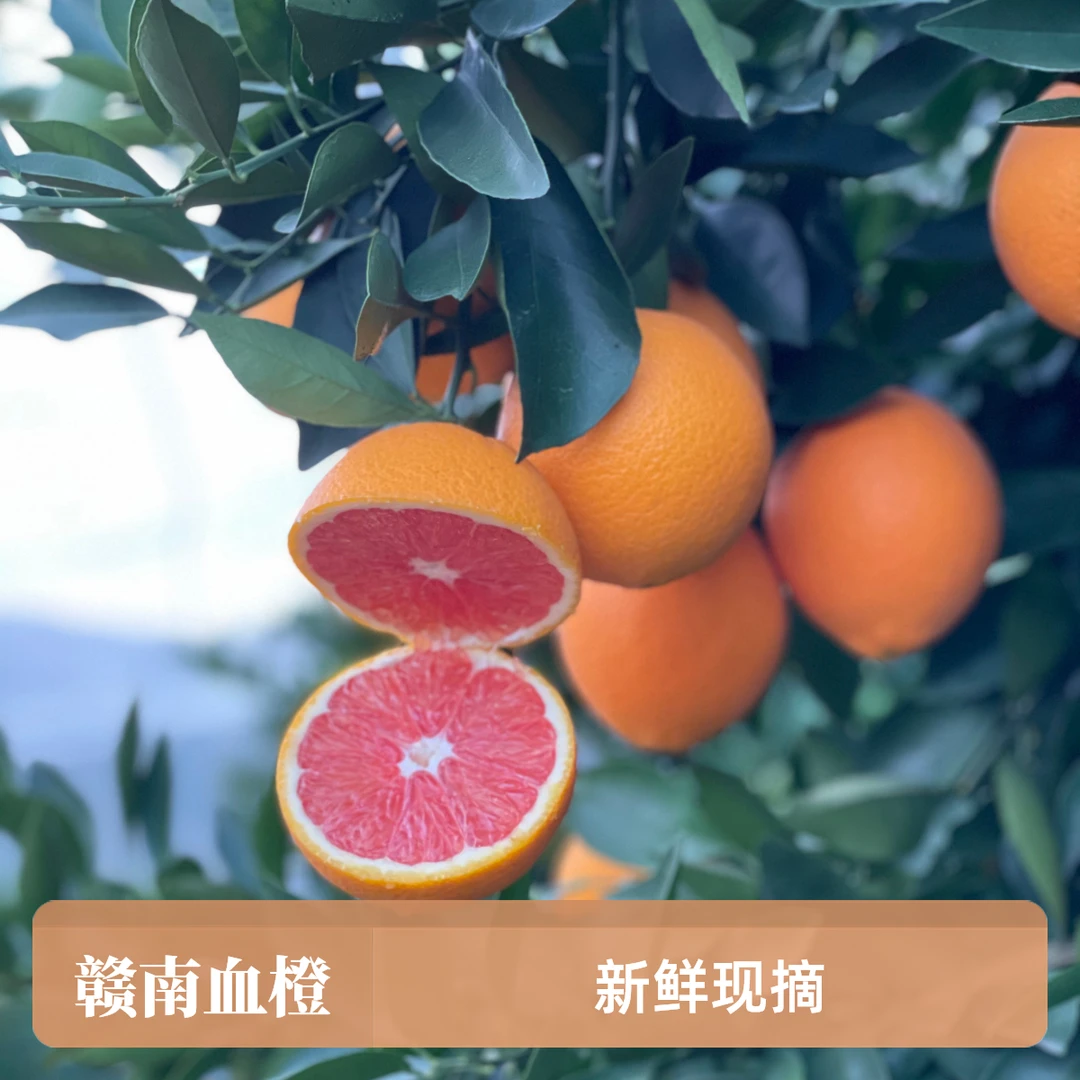 正宗赣南血橙新鲜水果现摘现发当季水果五斤十斤