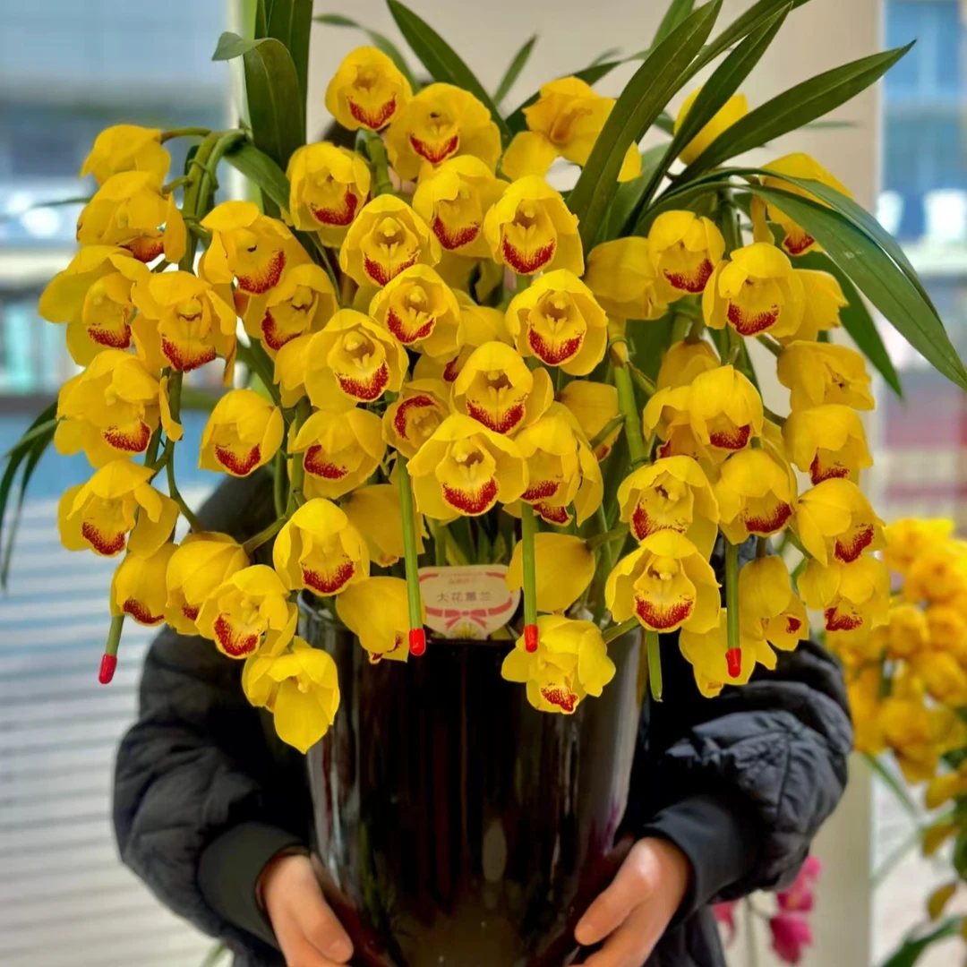 【黄金岁月】落地款 大花蕙兰室内兰花 花带香味好闻基地直发