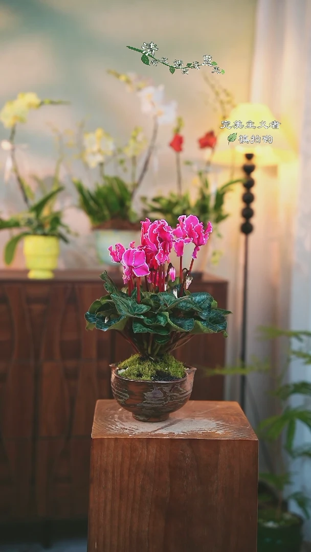 全部花朵超好看的仙客来哟！