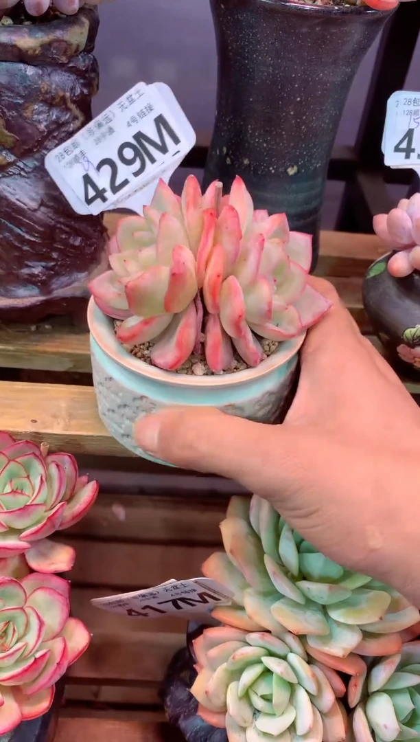 429M（一物一拍，精品多肉，所见即所得 ）